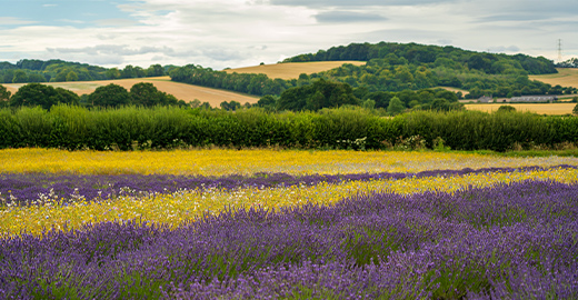 Hampshire Service Image